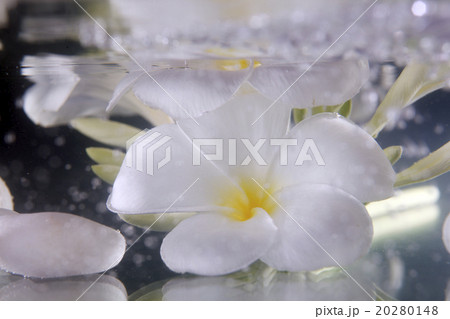 frangipani 20280148