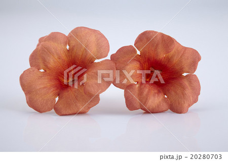 trumpet vine trumpet vine 20280703