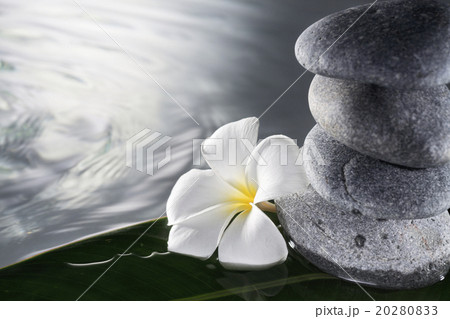 frangipani 20280833