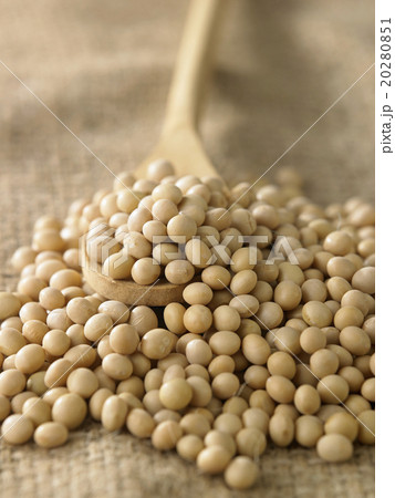 soy bean 20280851