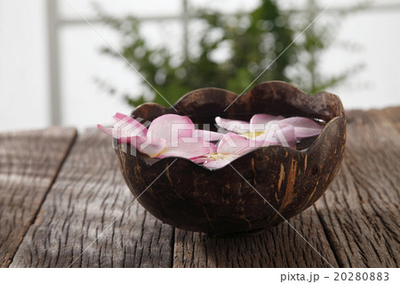frangipani 20280883