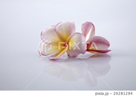 frangipani 20281294