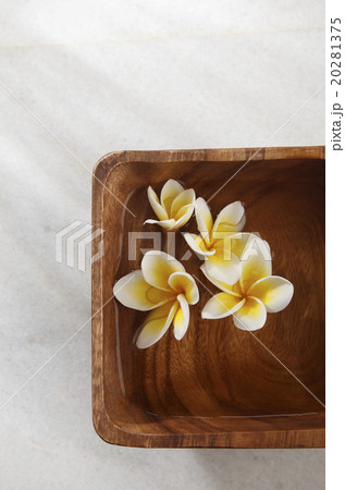 yellow frangipani 20281375