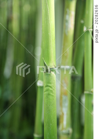 Bamboo grove Bamboo grove 20282636