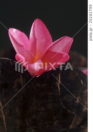 pink frangipani pink frangipani 20282789