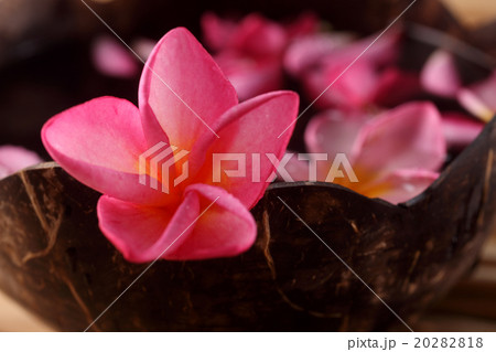 pink frangipani pink frangipani 20282818