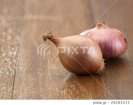 onion onion 20283315