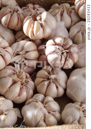 garlic 20283433