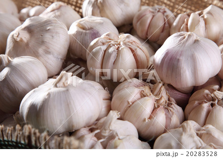 garlic 20283528