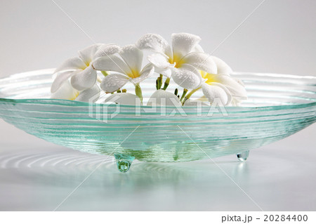 frangipani frangipani 20284400