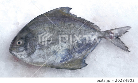 Bawal hitam fish 20284903