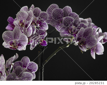 orchid flower 20285231