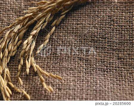 paddy paddy 20285600