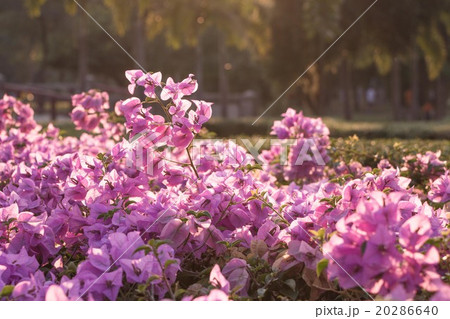 Pink flower in the park 20286640