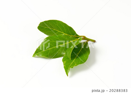 Fresh bay leaves 20288383