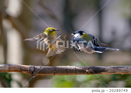 メジロとシジュウカラの喧嘩 20289749