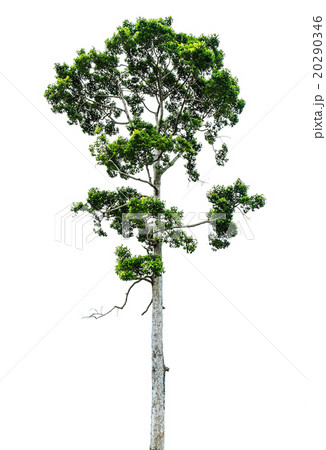 Tree, isolated on white background 20290346
