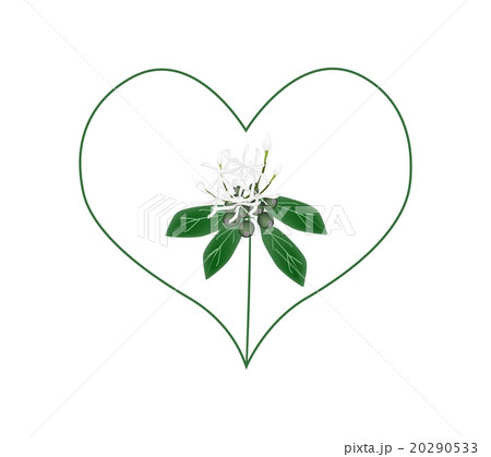 White Ixora Flowers in A Heart Shape White Ixora Flowers in A Heart Shape 20290533