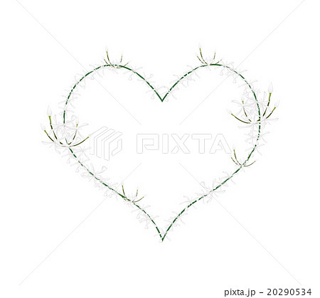 White Ixora Flowers in Heart Shape Frame White Ixora Flowers in Heart Shape Frame 20290534