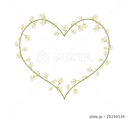 Combretum Latifolium Flowers in A Heart Shape 20290536