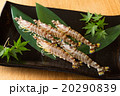 海老　素材　車海老 20290839