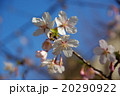 鎌倉の春桜 20290922