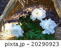 鎌倉の冬ぼたん 20290923