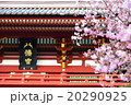 鎌倉鶴岡八幡宮の春 20290925
