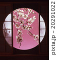 丸窓に桜 20291022
