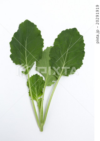 ケール ケール 20291919