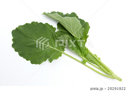 ケール ケール 20291922