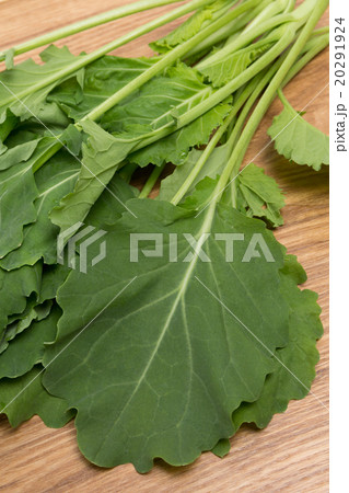 ケール ケール 20291924