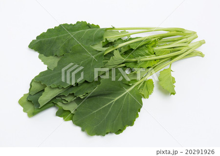 ケール ケール 20291926