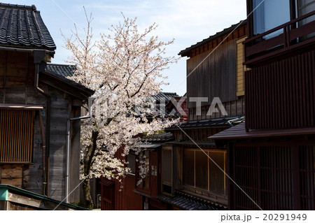 桜 - 金沢・主計町 20291949