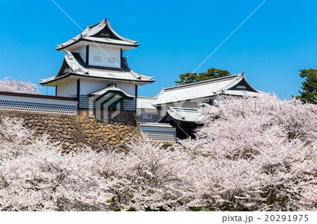 金沢城と桜 20291975