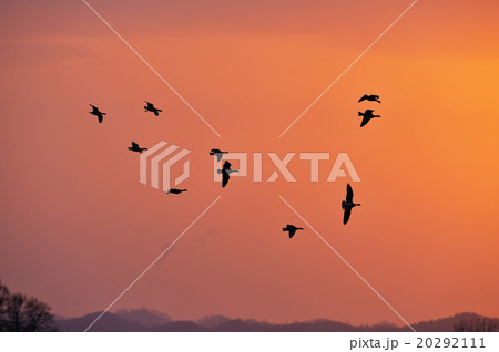 夕焼けとマガン 夕焼けとマガン 20292111