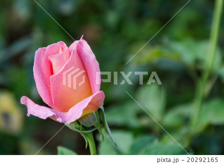 Beautiful flowers in the garden Beautiful flowers in the garden 20292165