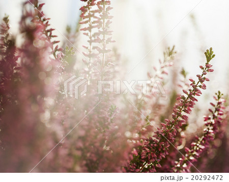 Heather Heather 20292472