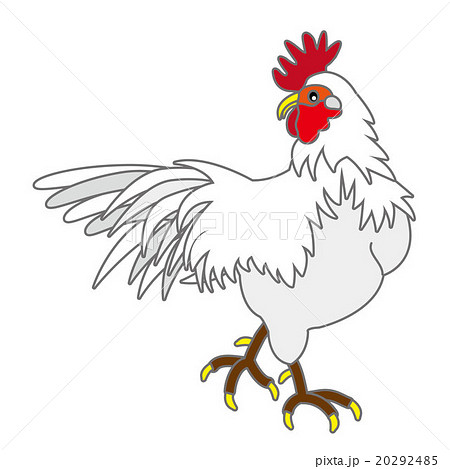 酉年の干支の白いニワトリのイラスト鶏のイラスト素材 20292485 Pixta
