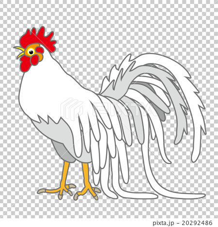 酉年の干支の白いニワトリのイラスト鶏のイラスト素材