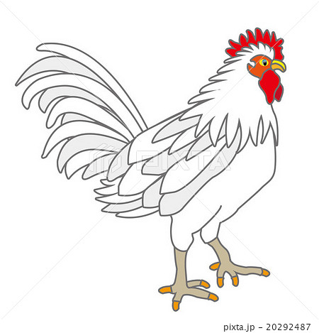 酉年の干支の白いニワトリのイラスト鶏のイラスト素材 20292487 Pixta