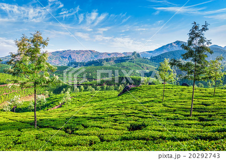 Tea plantations, Munnar, Kerala state, India Tea plantations, Munnar, Kerala state, India 20292743