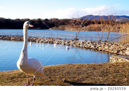 公園の白鳥 20293559