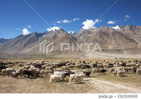 Herd of sheep against the background of mountain 20293690