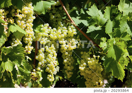 white grape in Jarnac, Poitou-Charentes, France white grape in Jarnac, Poitou-Charentes, France 20293864