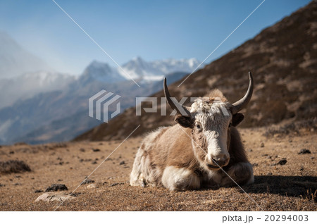 Yak in Annapurna region, Nepal Yak in Annapurna region, Nepal 20294003