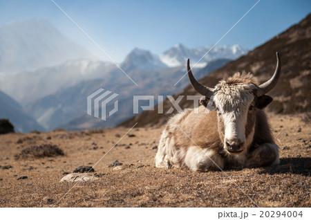 Yak in Annapurna region, Nepal 20294004