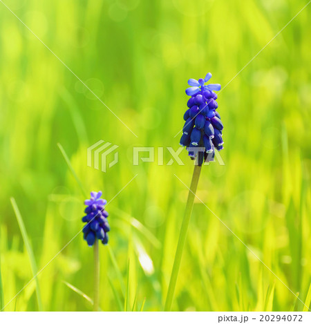 Muscari 20294072