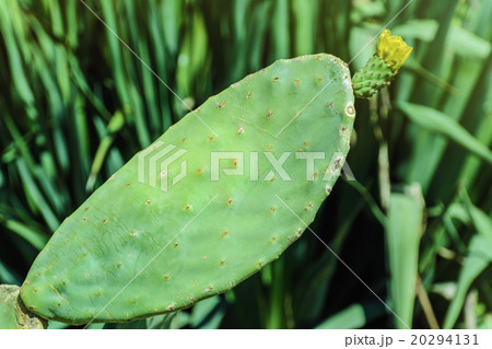 Opuntia 20294131