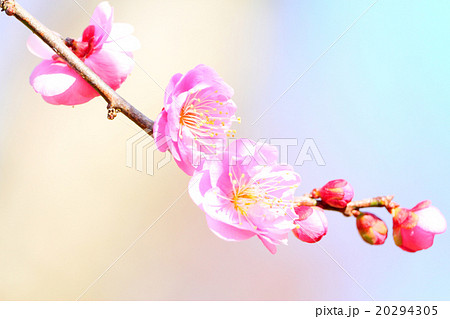 梅の花(更紗錦) 20294305